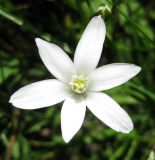 Ornithogalum kochii