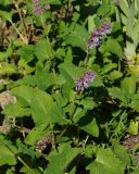 Salvia verticillata