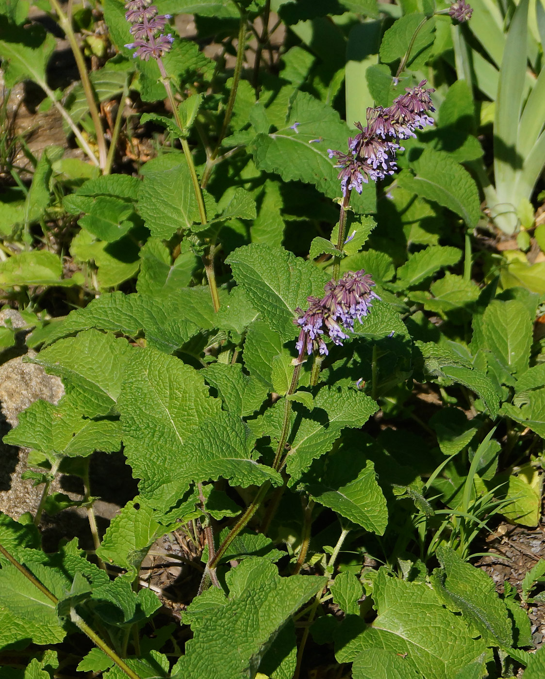 Изображение особи Salvia verticillata.