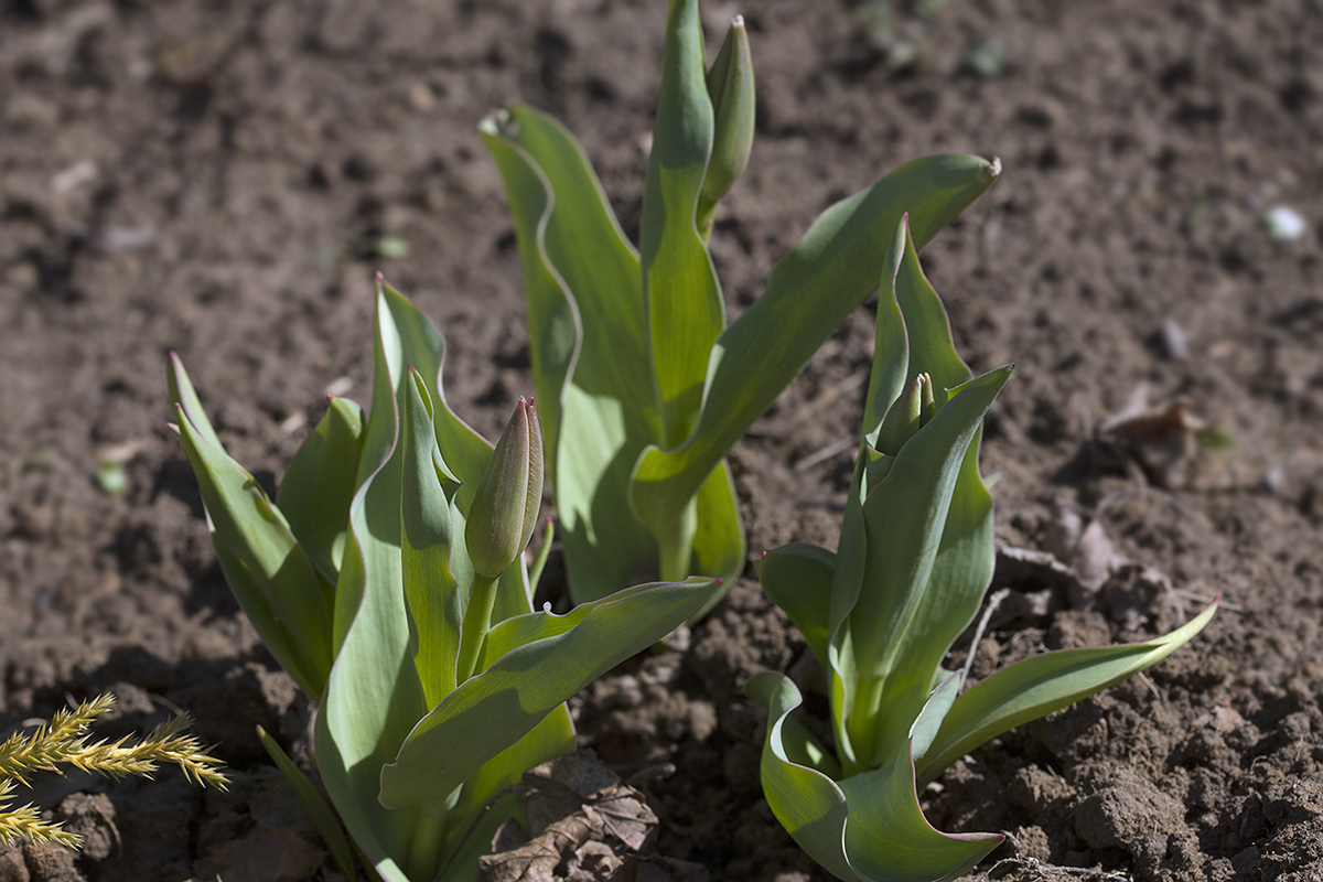 Image of Tulipa fosteriana specimen.