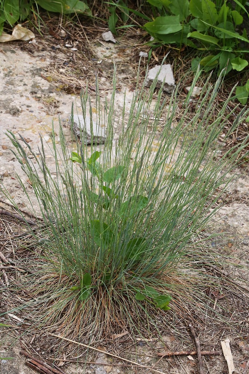 Image of Festuca valesiaca specimen.