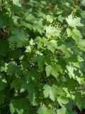 Ribes rubrum