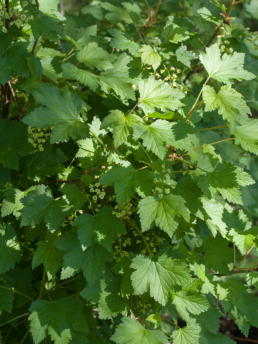 Image of Ribes rubrum specimen.