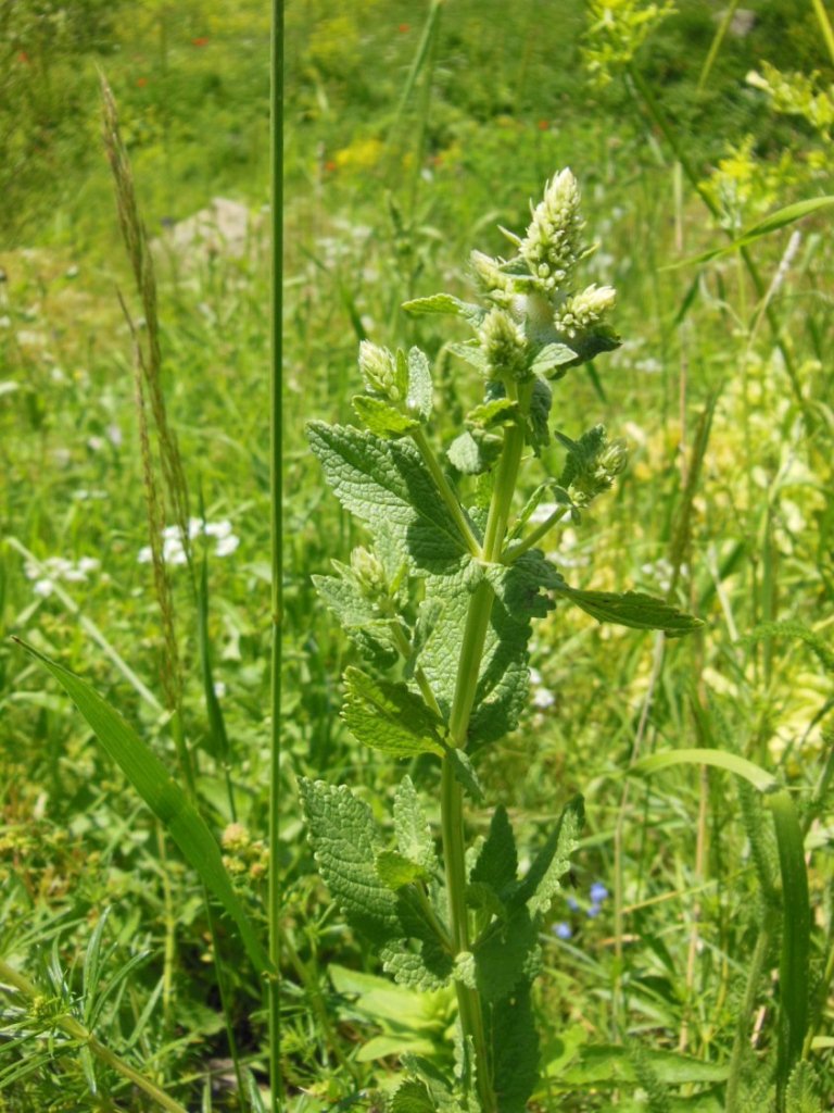 Изображение особи Salvia modesta.