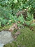 Polypodium vulgare