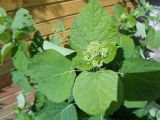 Hydrangea arborescens. Верхушка побега с бутонами. Тверская обл., г. Весьегонск, в культуре. 21 июня 2018 г.