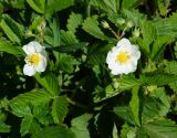 Fragaria viridis