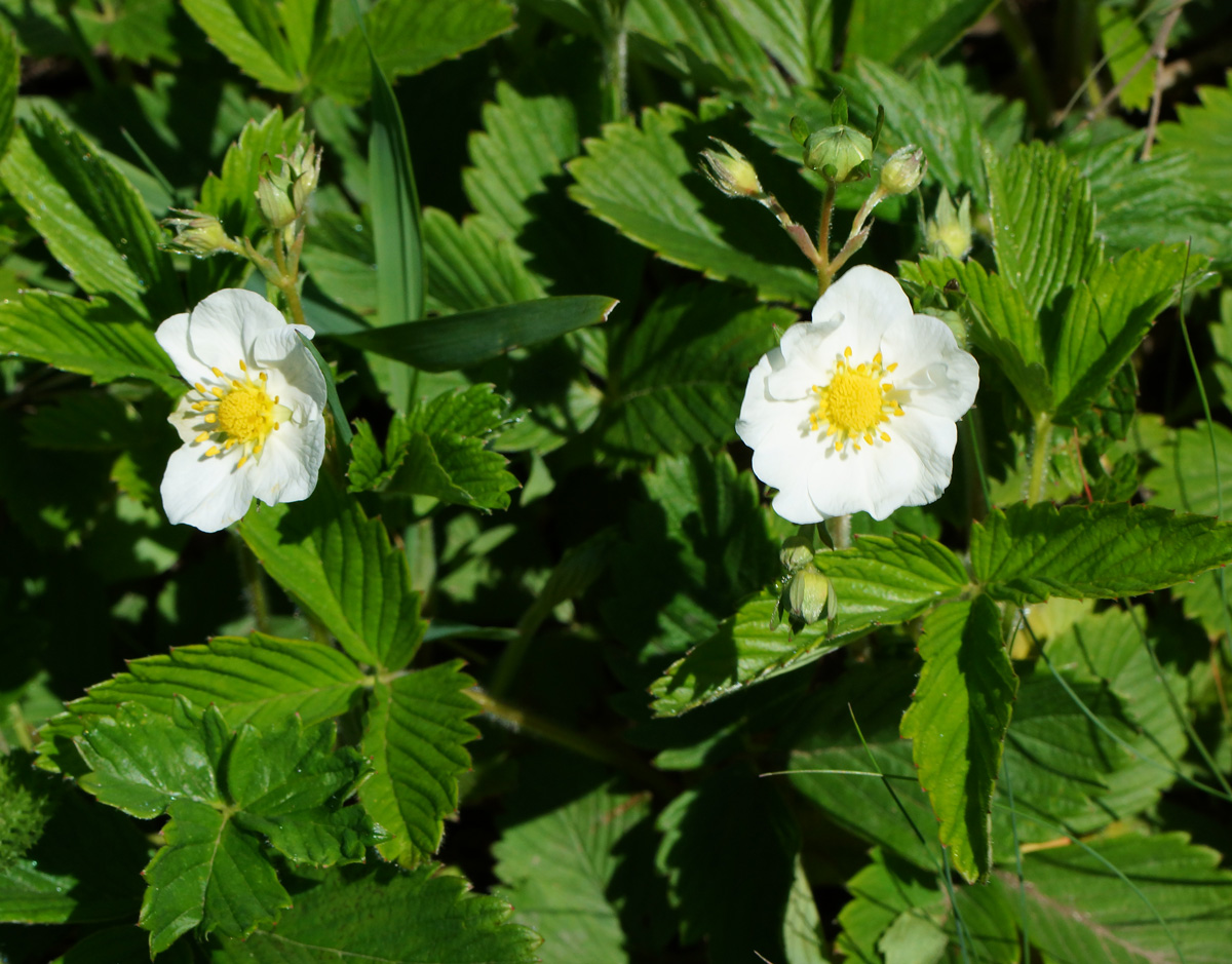 Изображение особи Fragaria viridis.