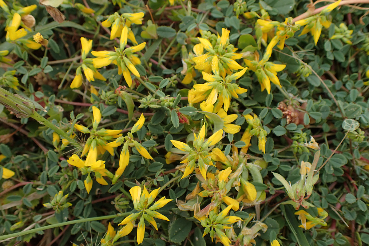 Изображение особи Trigonella corniculata ssp. balansae.