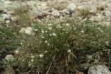 Minuartia adenotricha. Цветущие растения. Крым, гора Северная Демерджи, каменистый склон. 24.06.2018.