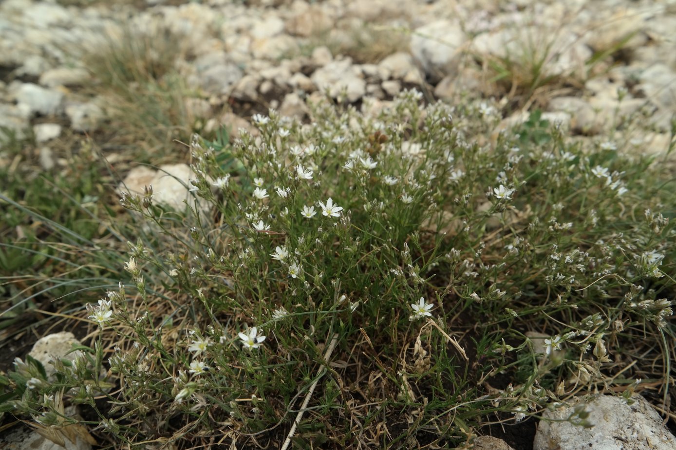 Image of Minuartia adenotricha specimen.