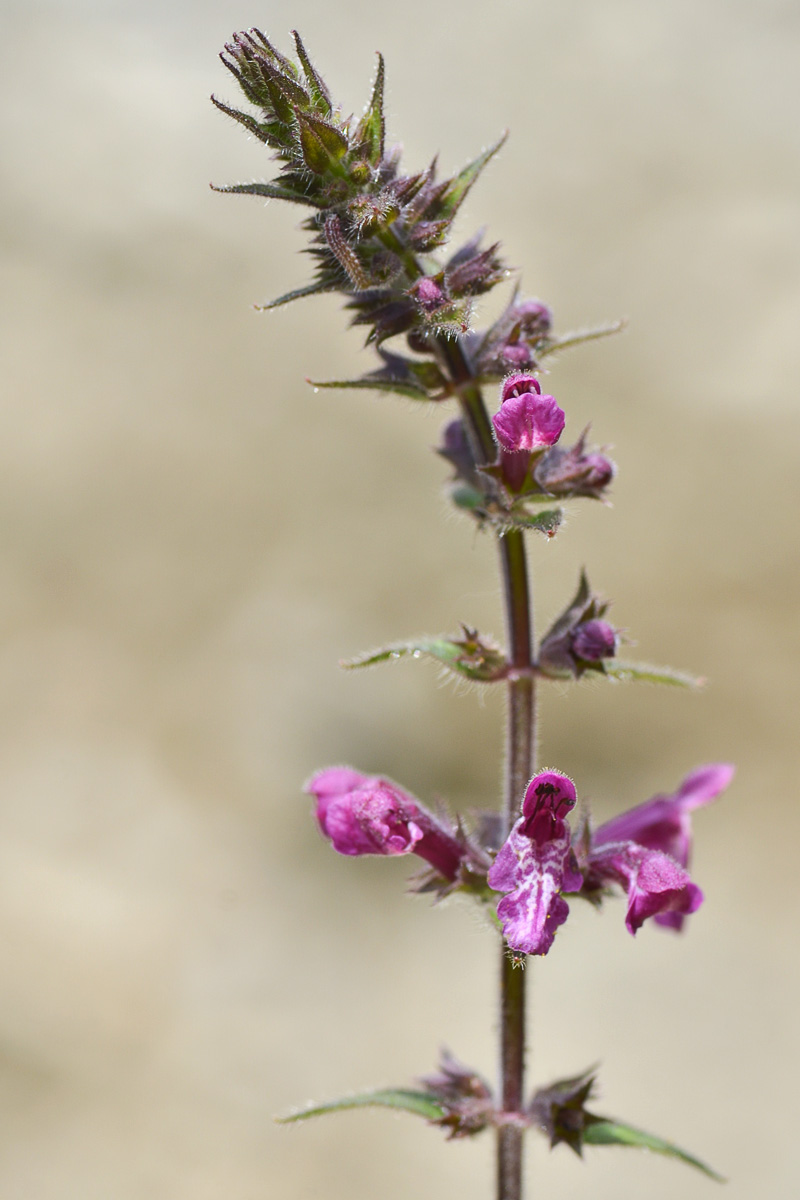 Изображение особи Stachys sylvatica.