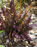 Pedicularis sceptrum-carolinum. Прикорневые листья. Республика Саха (Якутия), Момский р-н, горная система Черского, хр. Улахан-Чистай, высокогорный массив Буордах, окр. оз. Кытын-Кюэль. 21.07.2012.