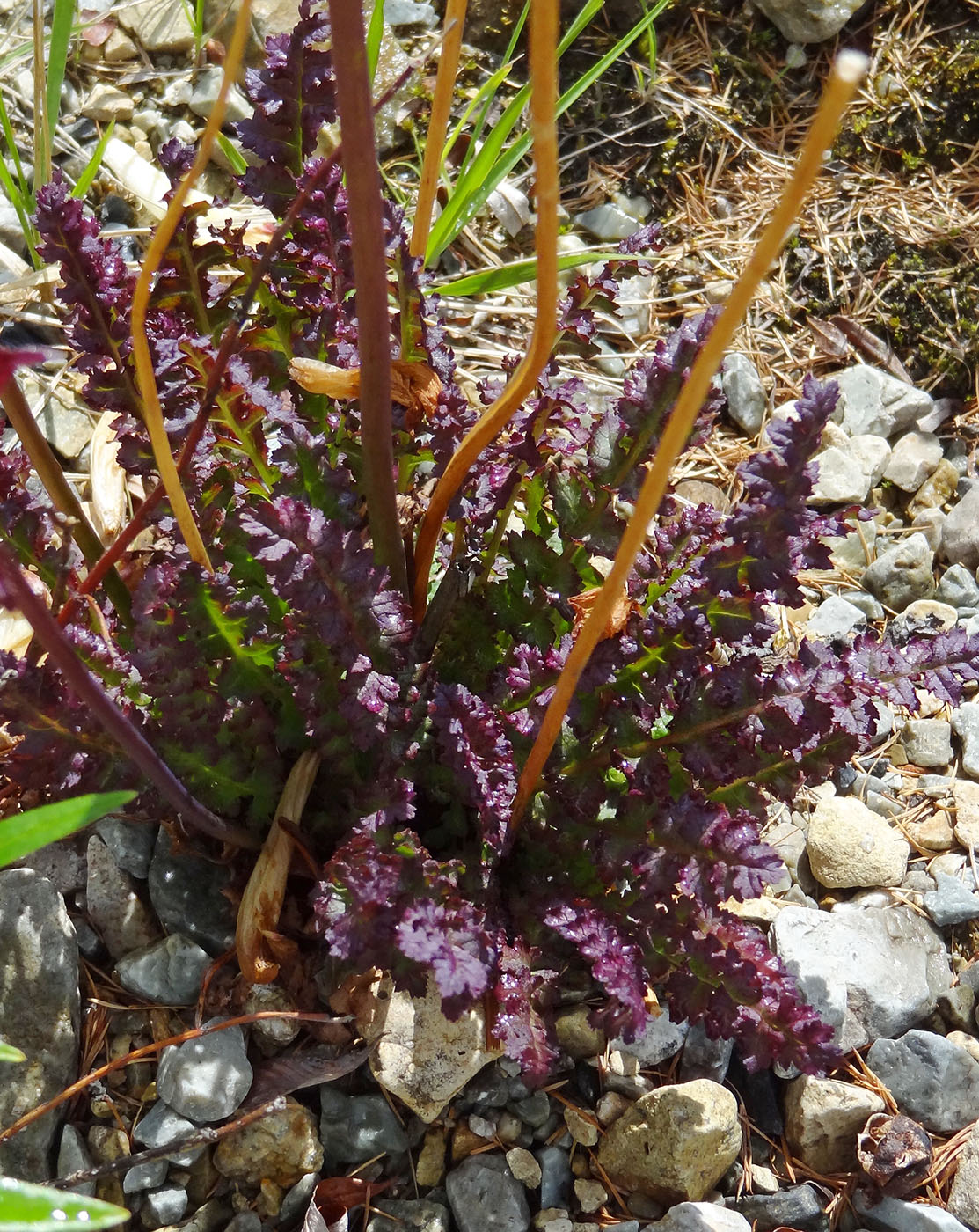 Image of Pedicularis sceptrum-carolinum specimen.