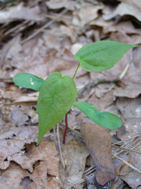 Image of Acer platanoides specimen.
