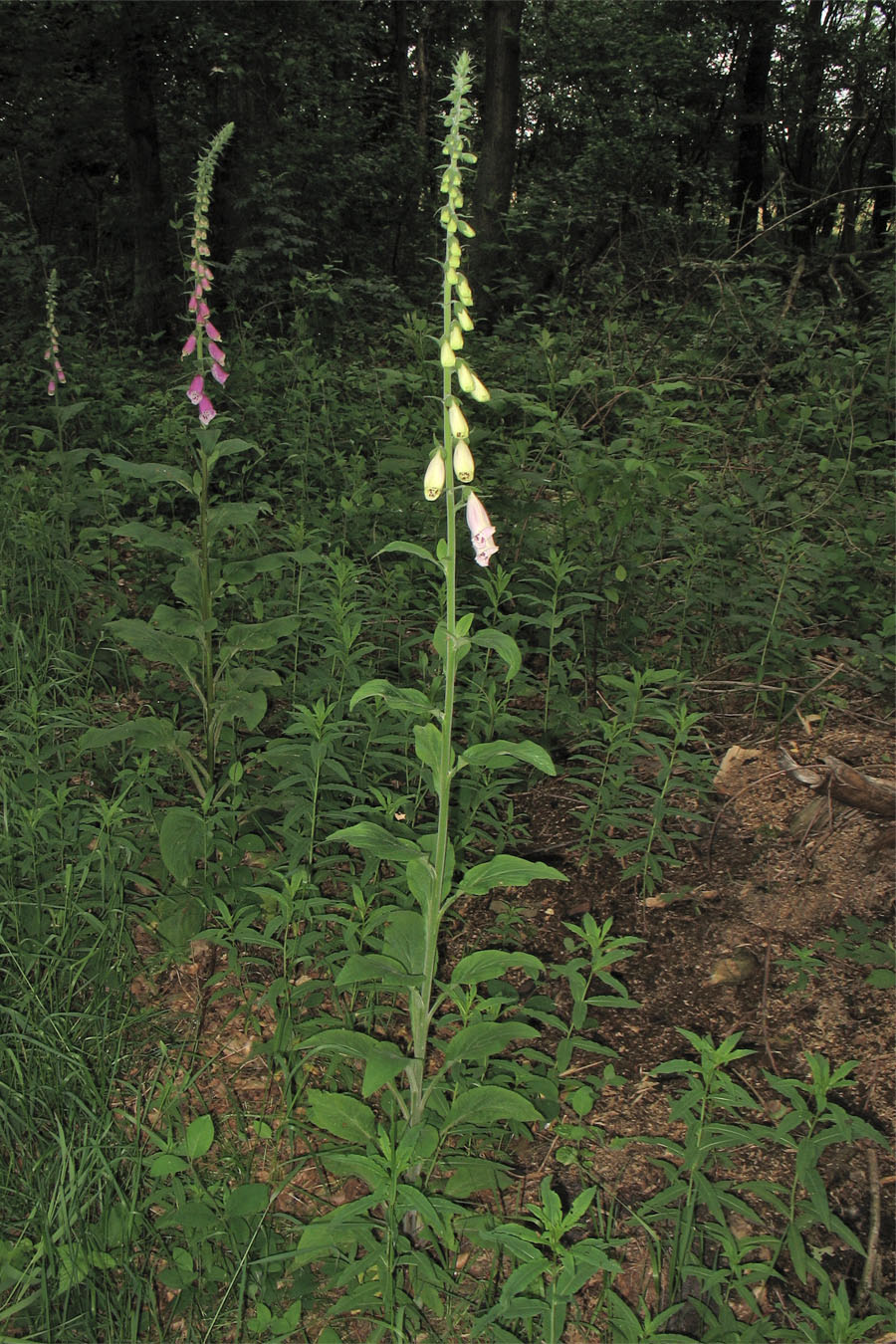 Изображение особи Digitalis purpurea.