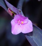 Tradescantia pallida. Цветок. Черногория, г. Херцег-Нови (Herceg Novi), Старый город, в культуре. Июль 2018 г.