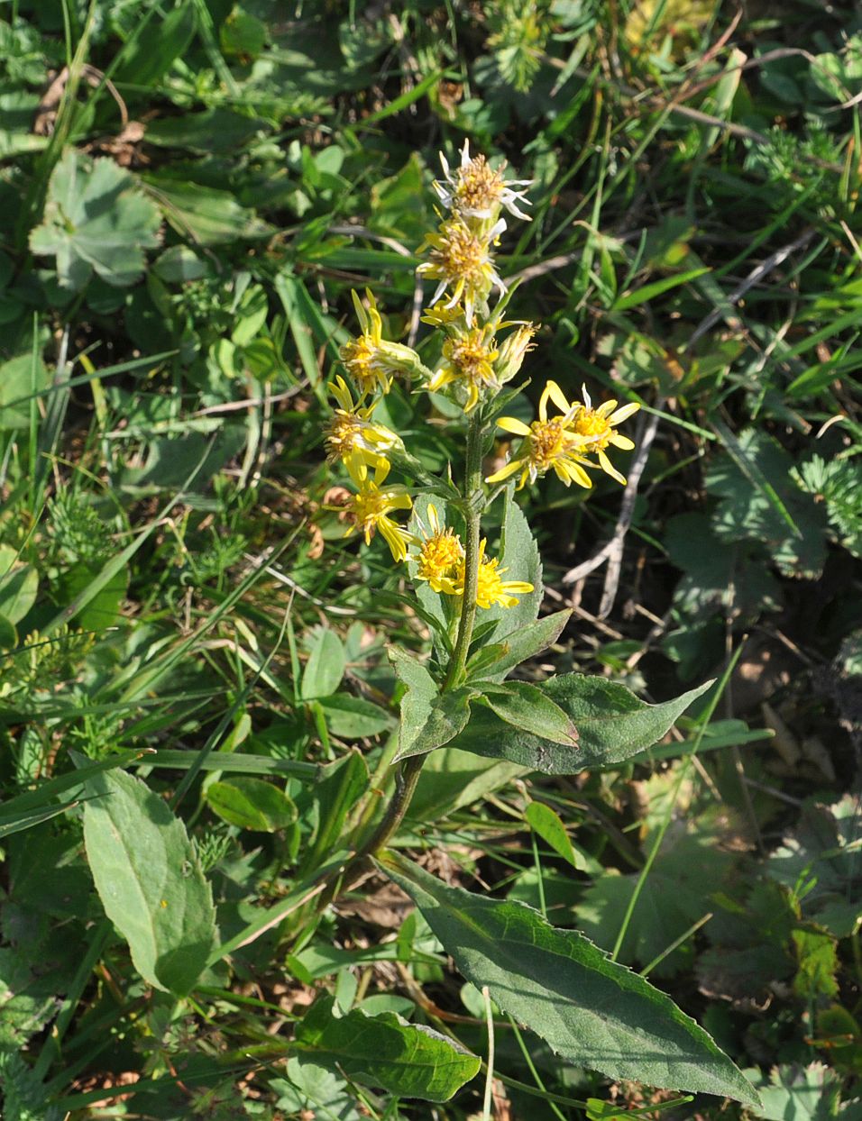 Image of Solidago virgaurea specimen.