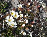 Diapensia obovata