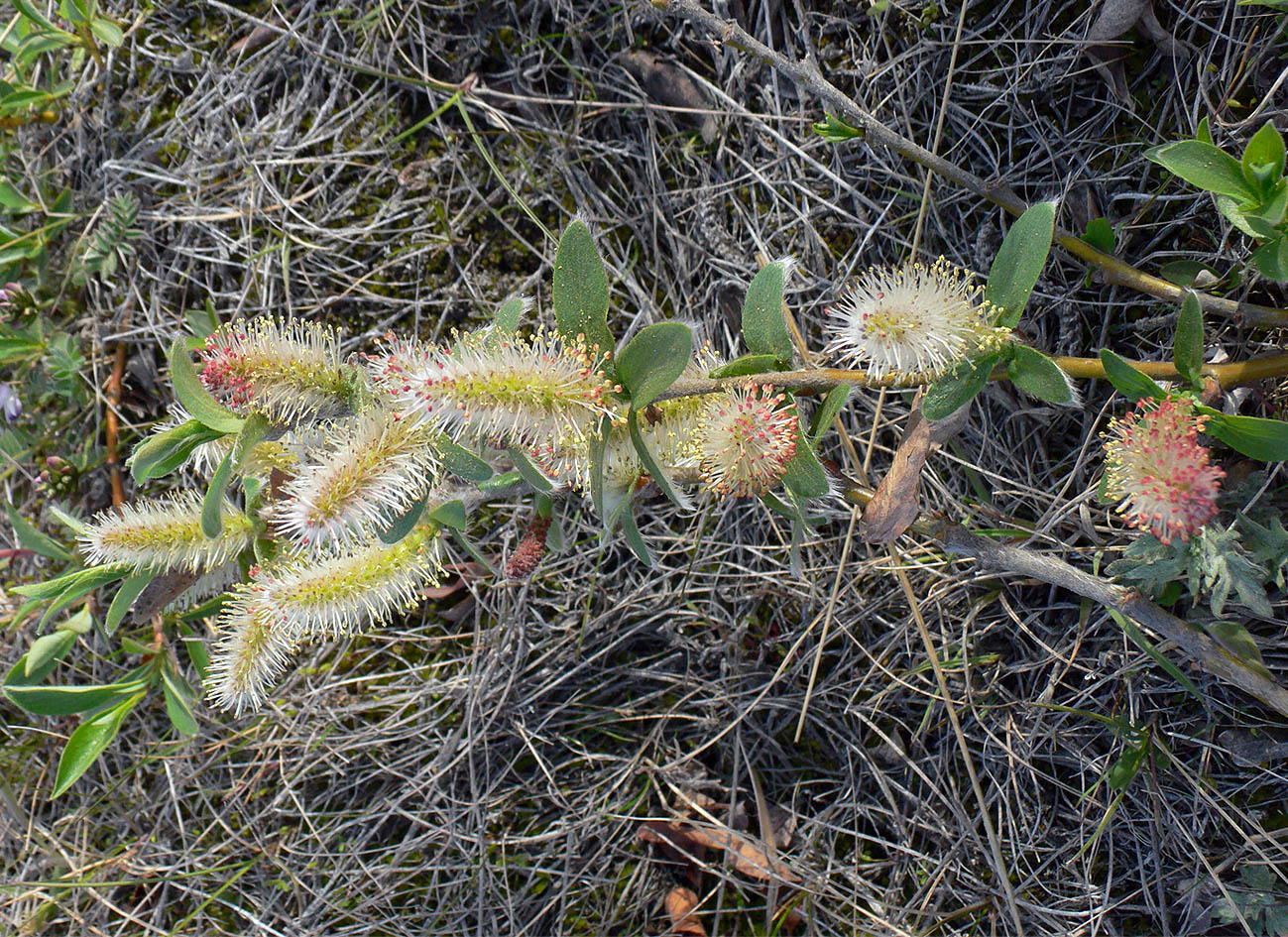 Image of genus Salix specimen.