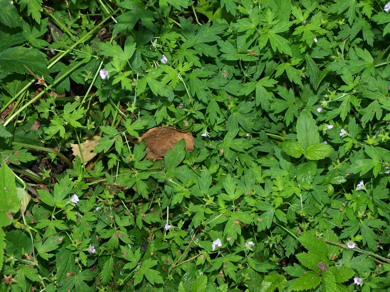 Image of Geranium sibiricum specimen.