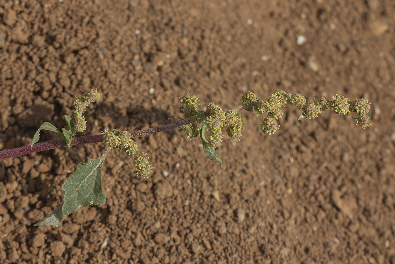 Image of Atriplex tatarica specimen.