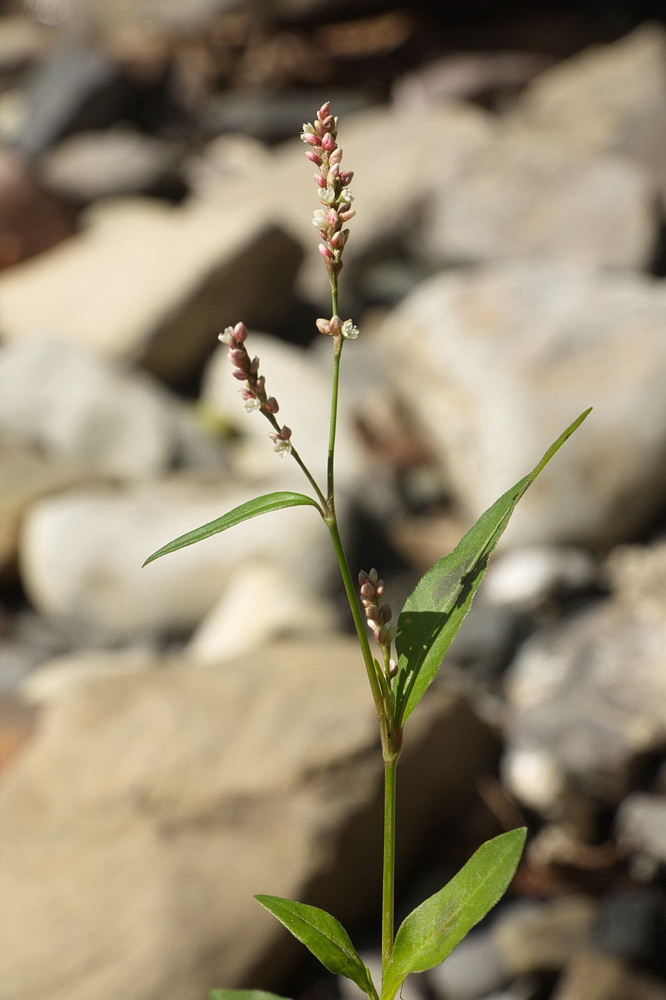 Image of genus Persicaria specimen.