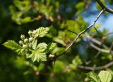 Crataegus submollis