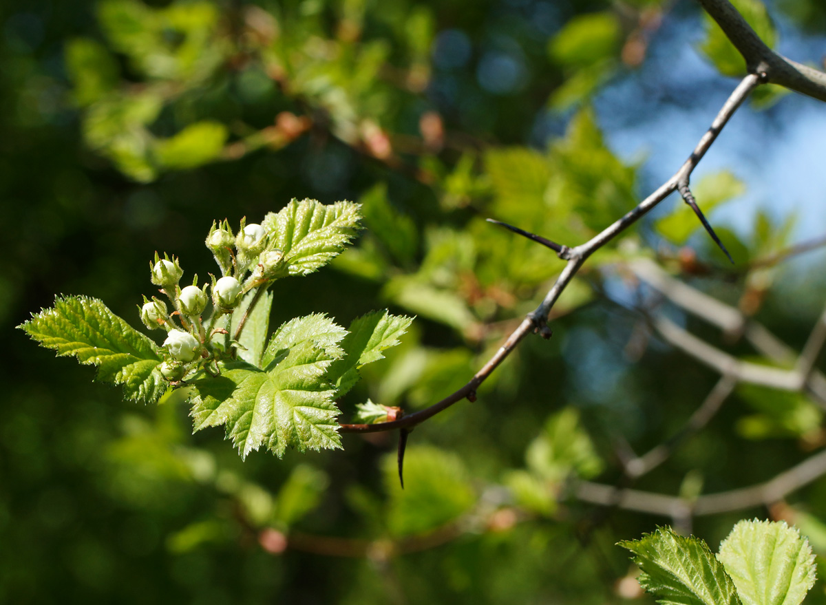 Изображение особи Crataegus submollis.