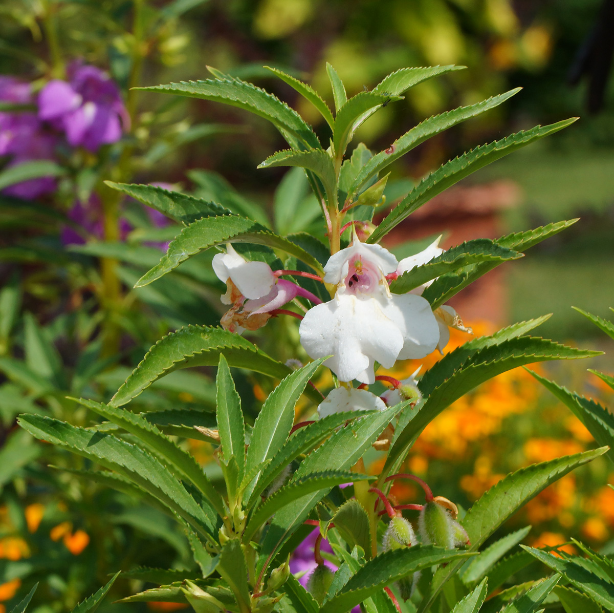 Image of Impatiens balsamina specimen.