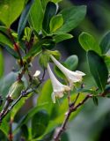 Lonicera hispida