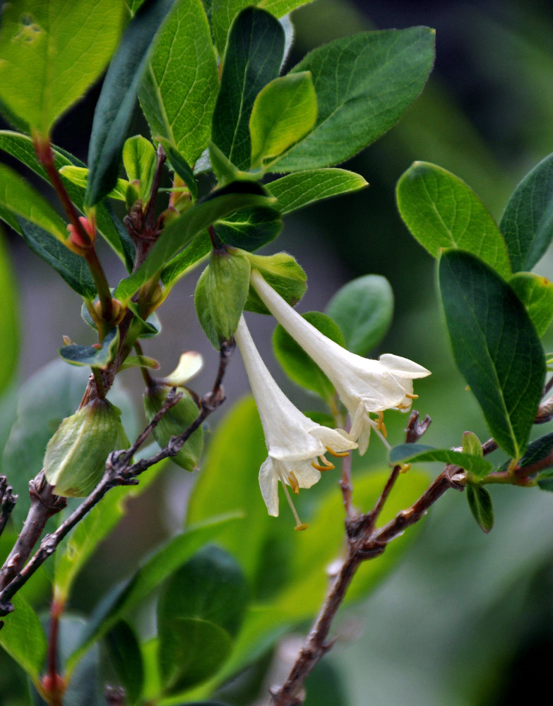 Изображение особи Lonicera hispida.