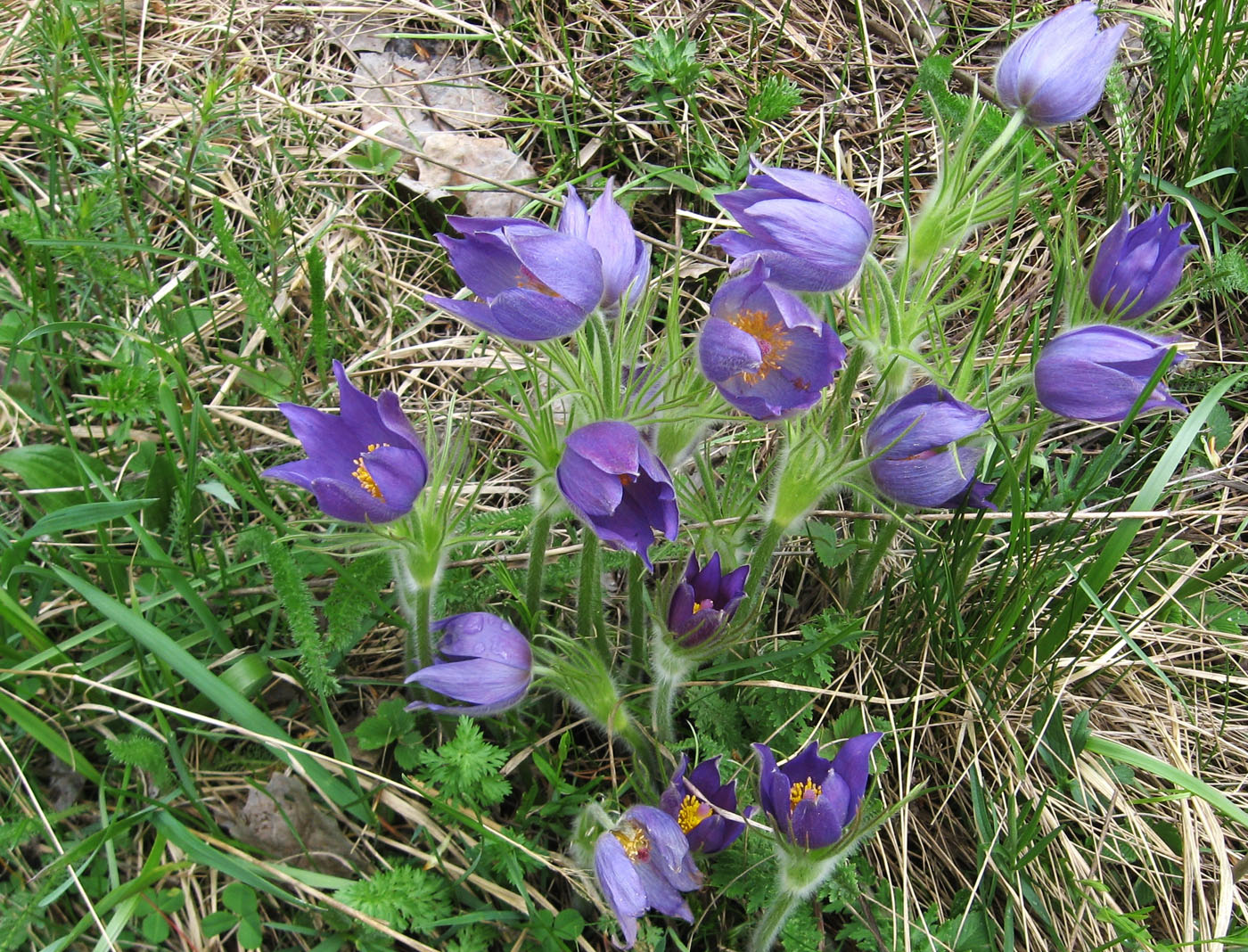 Image of Pulsatilla multifida specimen.