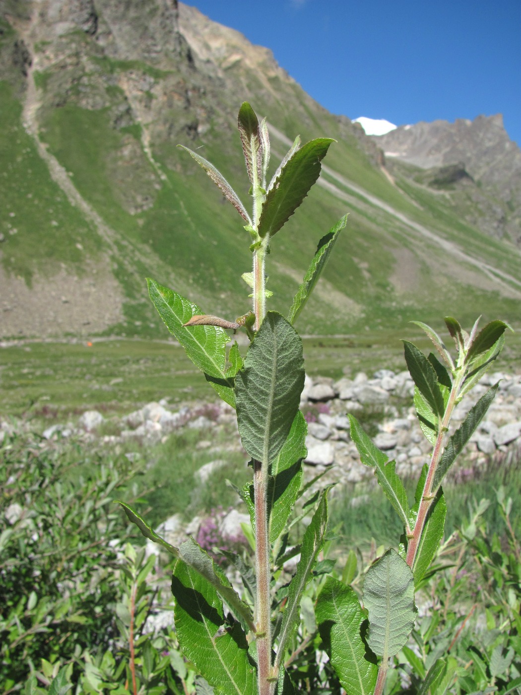 Image of Salix pseudomedemii specimen.