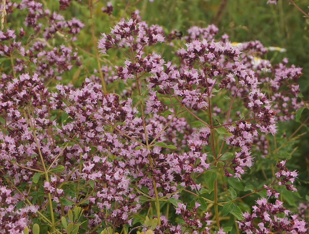 Изображение особи Origanum vulgare.