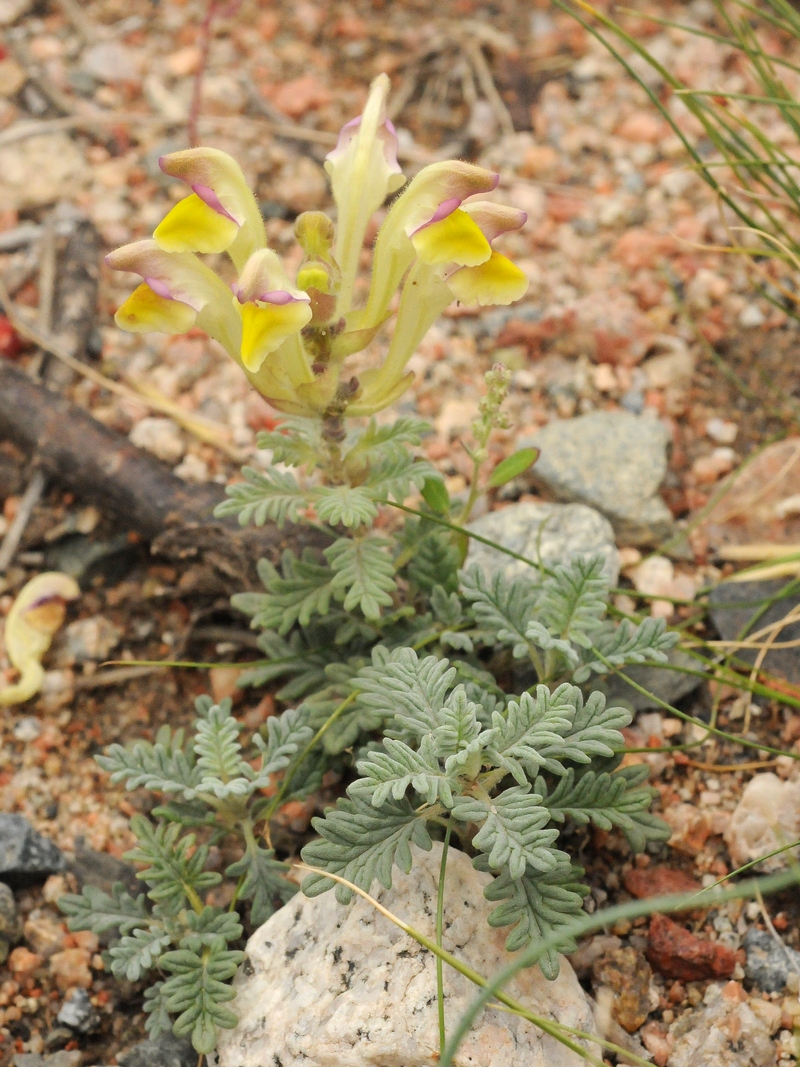 Изображение особи Scutellaria przewalskii.