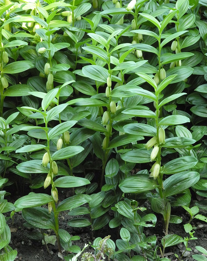 Image of Polygonatum humile specimen.