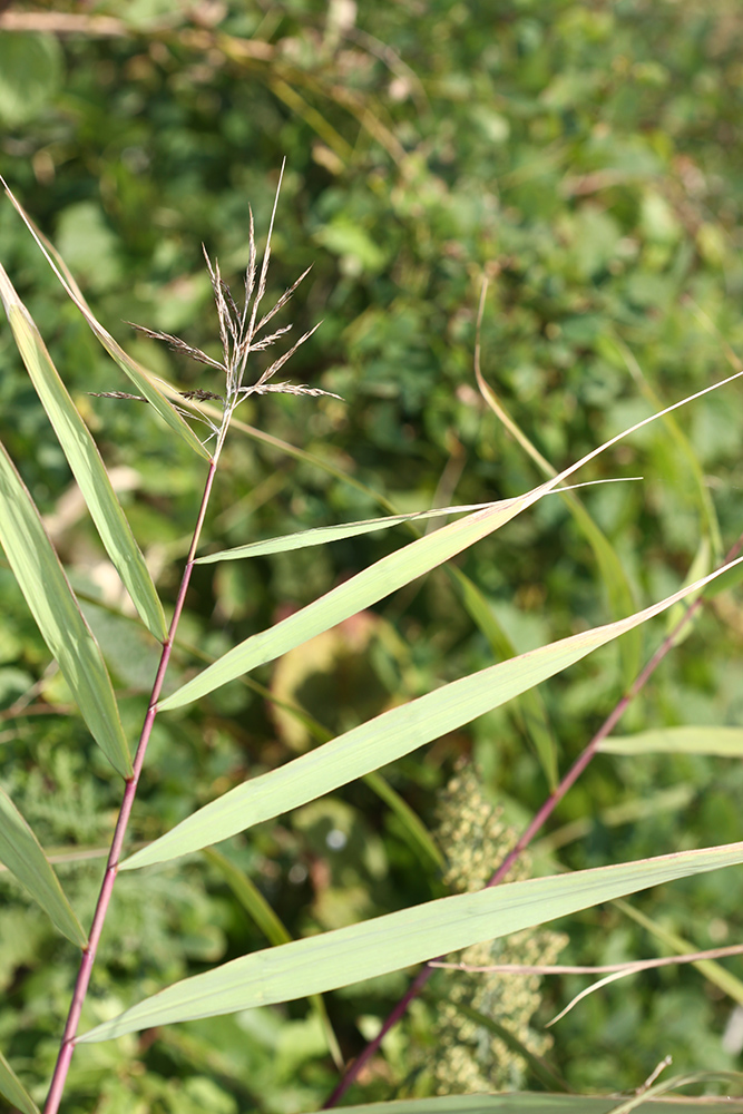 Изображение особи Phragmites japonicus.