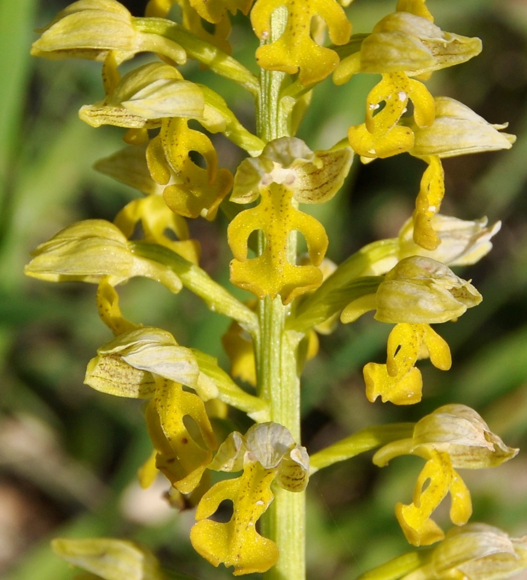 Image of Orchis punctulata specimen.