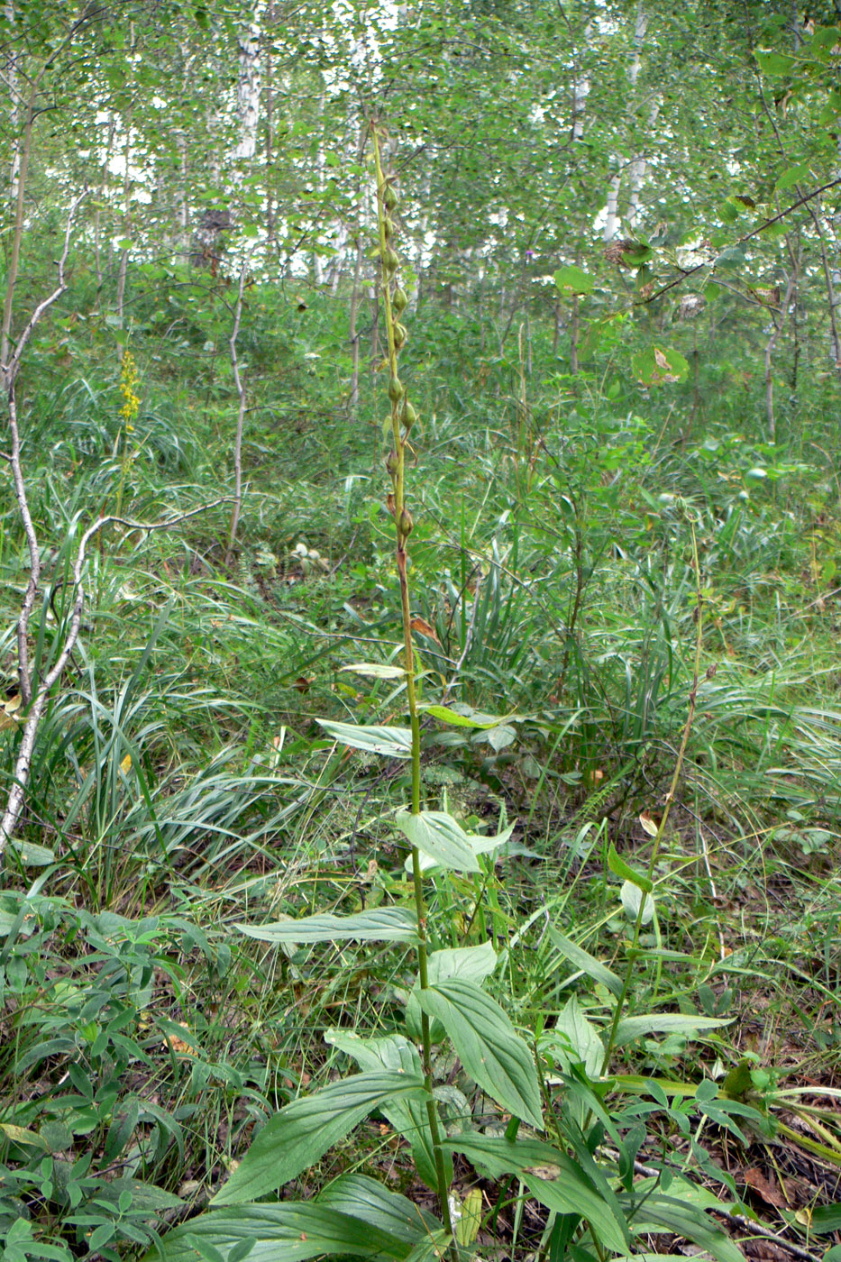 Image of Digitalis grandiflora specimen.