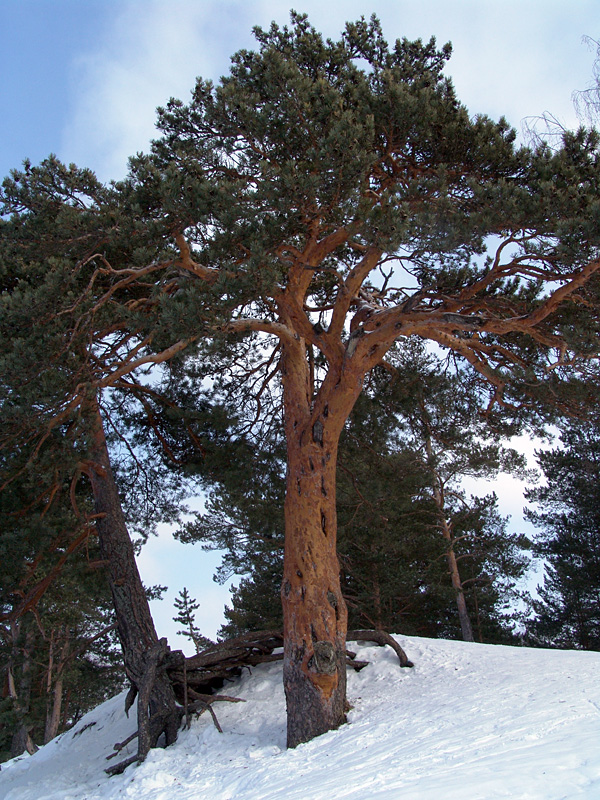 Изображение особи Pinus sylvestris.