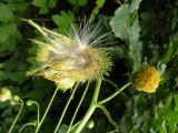 Cirsium erisithales