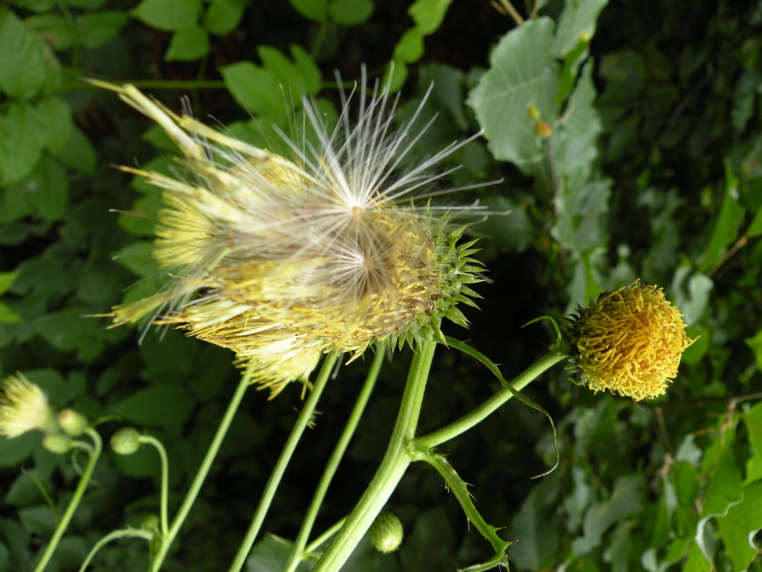 Изображение особи Cirsium erisithales.