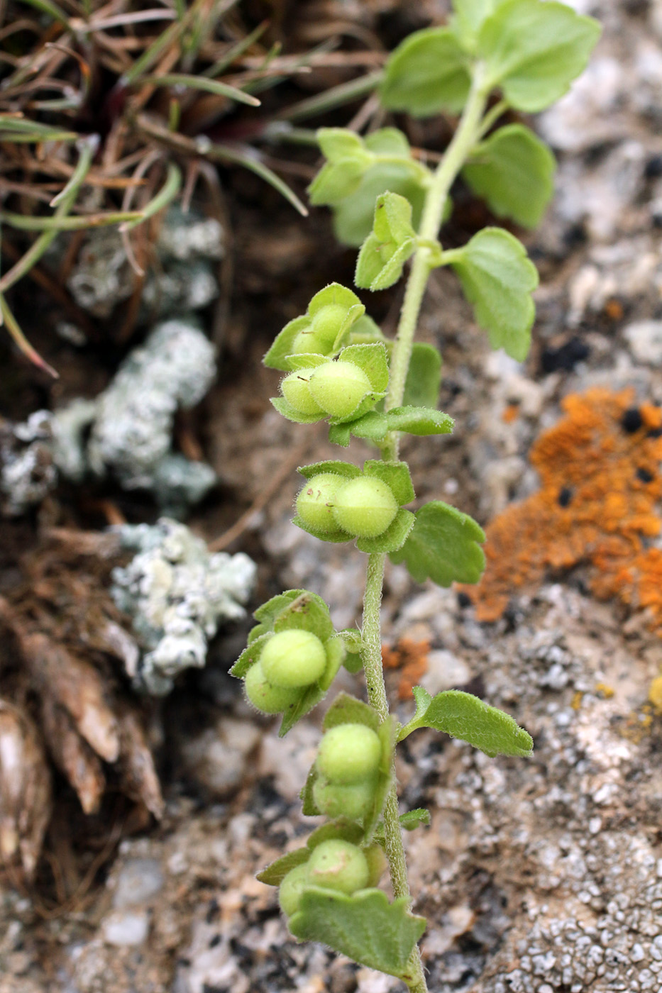 Image of Veronica polita specimen.