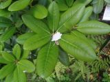 genus Rhododendron. Побеги. Тверская обл., г. Тверь, Заволжский р-н, ботанический сад ТвГУ, в культуре. 1 июня 2019 г.