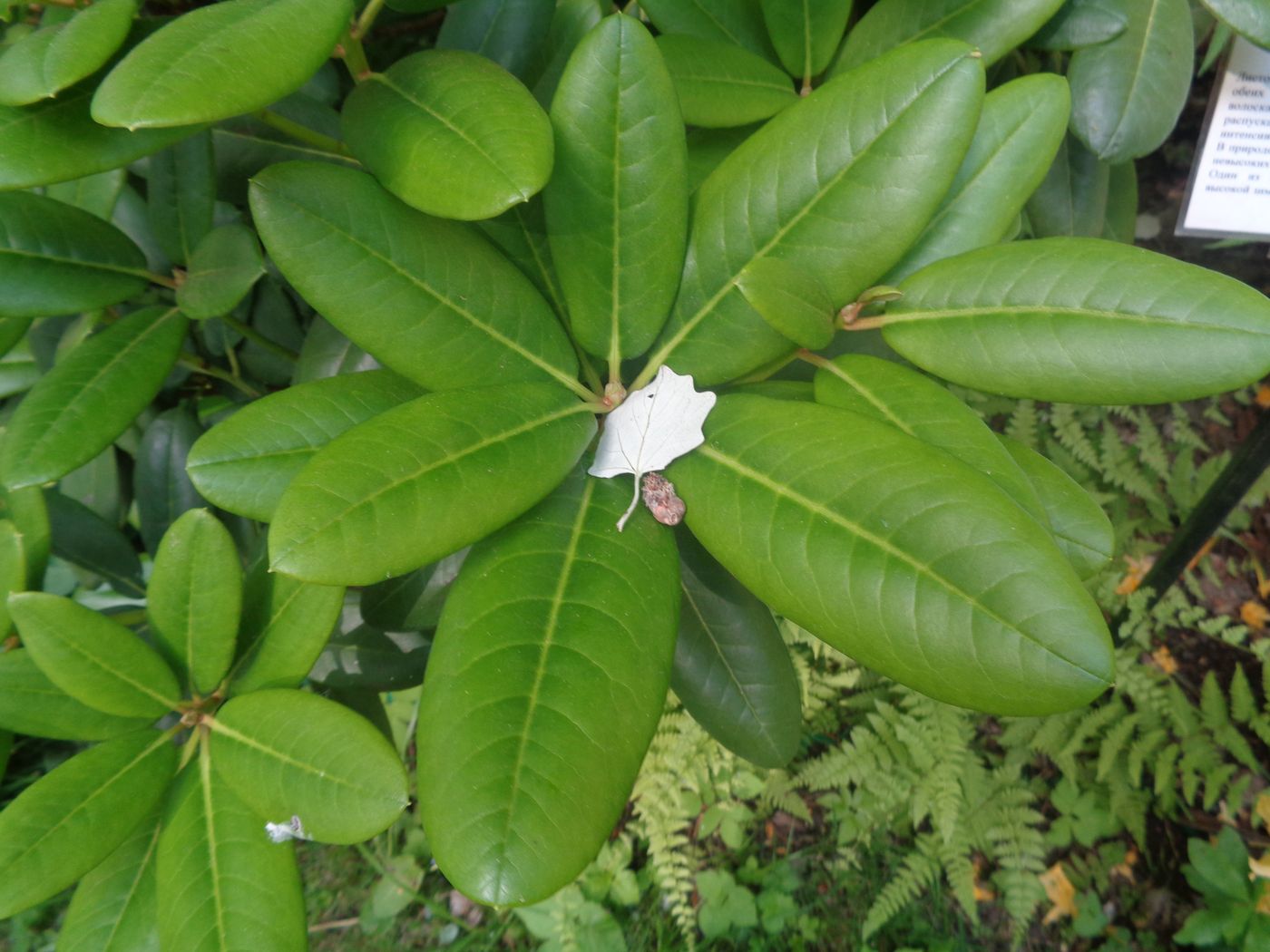 Изображение особи род Rhododendron.