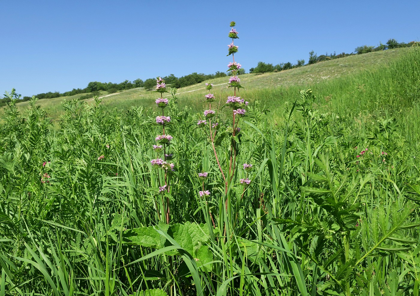 Изображение особи Phlomoides tuberosa.