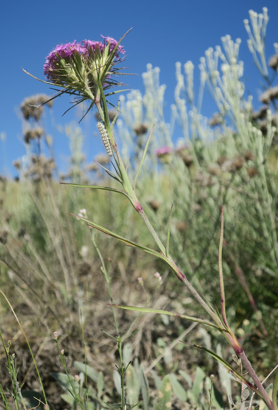 Image of Dianthus pseudarmeria specimen.