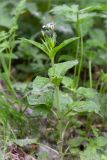 Stellaria nemorum