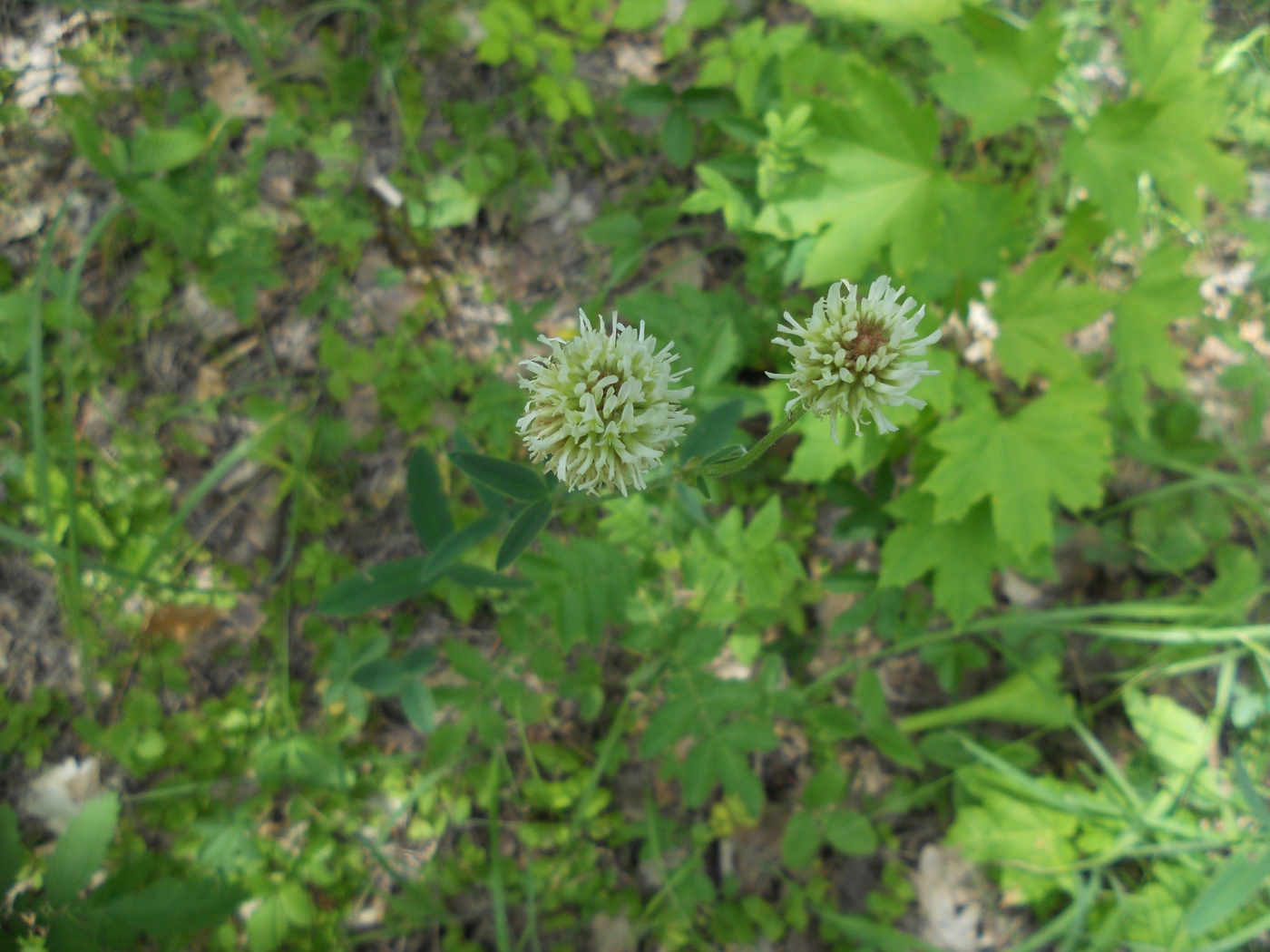 Изображение особи Trifolium montanum.